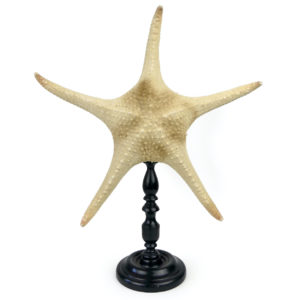 Belle et grande Astéride étoile de mer à 5 branches recourbées sur pied (face)