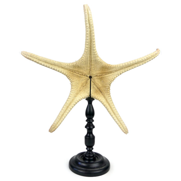 Belle et grande Astéride étoile de mer à 5 branches recourbées sur pied (dos)