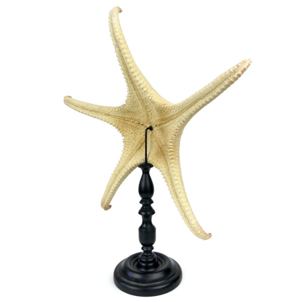 Belle et grande Astéride étoile de mer à 5 branches recourbées sur pied (3/4 dos)
