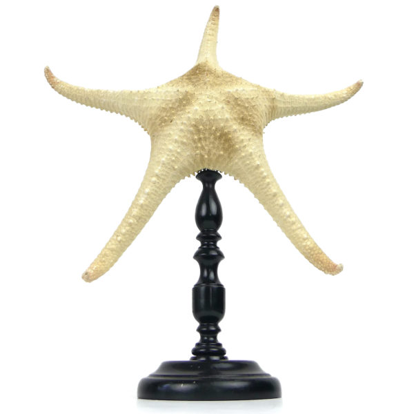 Belle et grande Astéride étoile de mer à 5 branches recourbées sur pied (face)