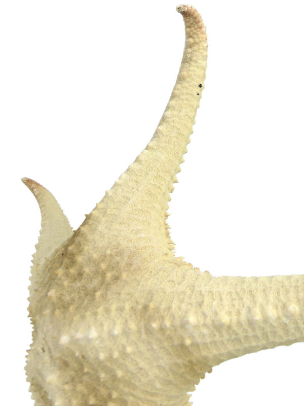 Belle et grande Astéride étoile de mer à 5 branches recourbées sur pied (détail)