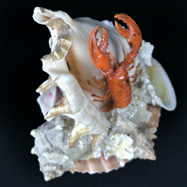 Composition bord de mer coquillages et crustacé Souvenir de vacances Années 60 (dessus 3/4)