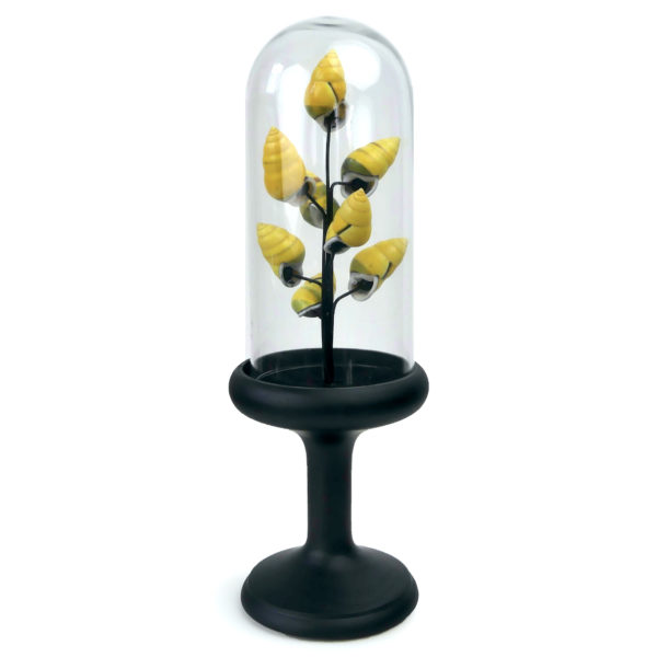 Petit arbre de coquilles jaunes d’escargot terrestre sous cloche de verre et pied en bois noir