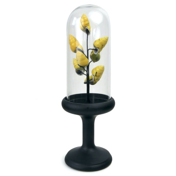 Petit arbre de coquilles jaunes d’escargot terrestre sous cloche de verre et pied en bois noir