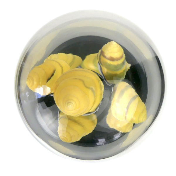 Petit arbre de coquilles jaunes d’escargot terrestre sous cloche de verre et pied en bois noir (dessus)