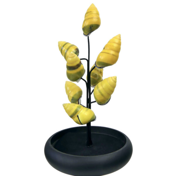 Petit arbre de coquilles jaunes d’escargot terrestre sous cloche de verre et pied en bois noir (ouvert)