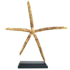 Grande étoile-comète de Floride Linckia guildingi étoile de mer à 5 branches sur socle noir (face)