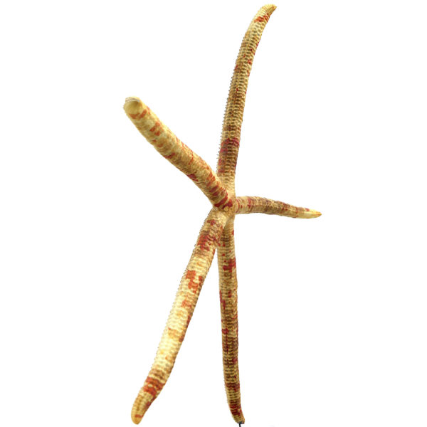 Grande étoile-comète de Floride Linckia guildingi étoile de mer à 5 branches sur socle noir (3/4)