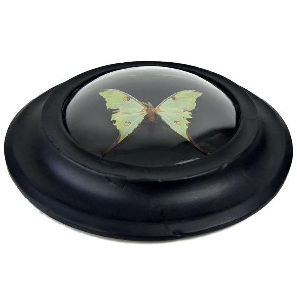 Papillon Argema mimosae sous verre bombé et cadre entomologique ovale en bois noir (dessous)