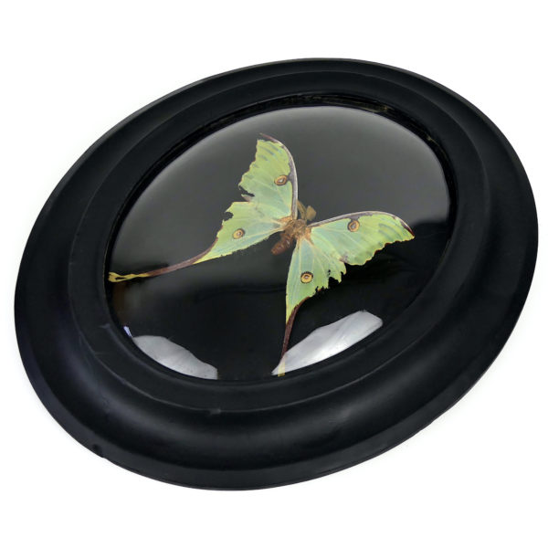 Papillon Argema mimosae sous verre bombé et cadre entomologique ovale en bois noir (3/4)