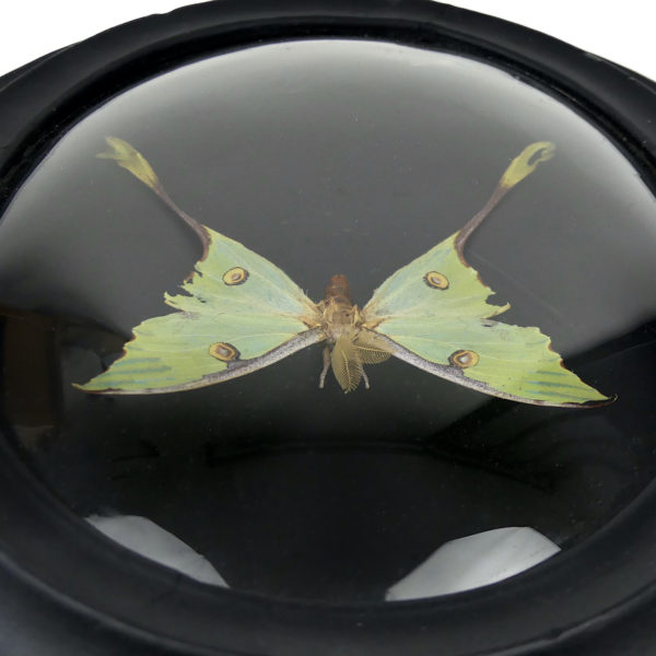 Papillon Argema mimosae sous verre bombé et cadre entomologique ovale en bois noir (dessus)