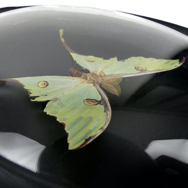 Papillon Argema mimosae sous verre bombé et cadre entomologique ovale en bois noir (dessus 3/4)