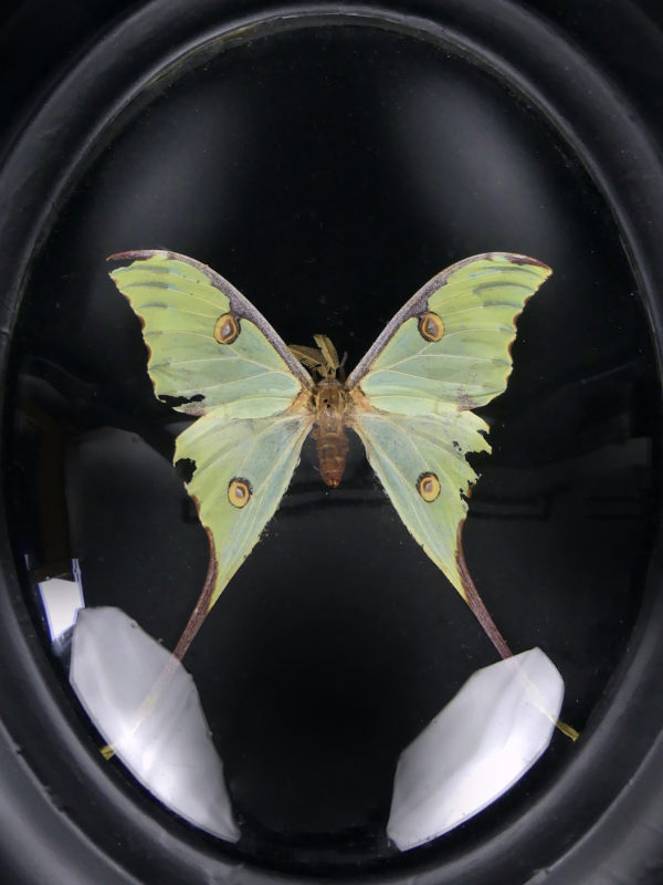 Papillon Argema mimosae sous verre bombé et cadre entomologique ovale en bois noir (face)