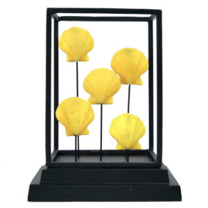 Cinq pectens jaunes Cryptopecten Pallium dans leur cage métallique noir (face)