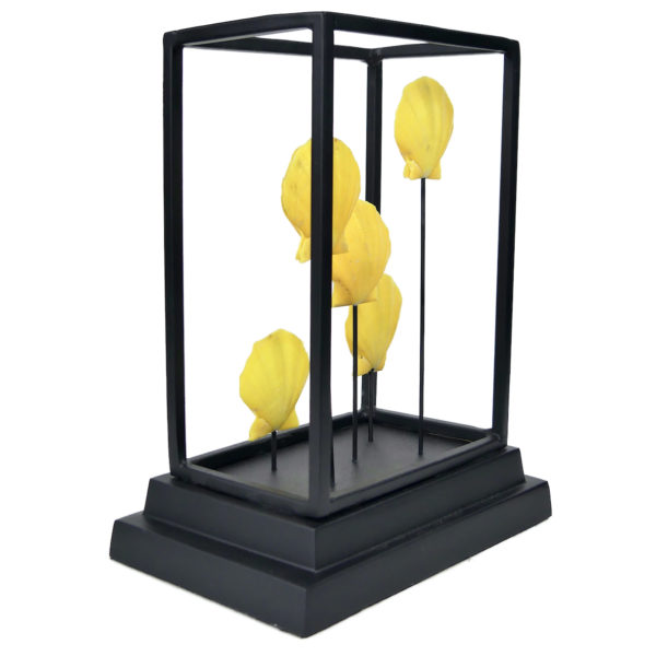 Cinq pectens jaunes Cryptopecten Pallium dans leur cage métallique noir (3/4)