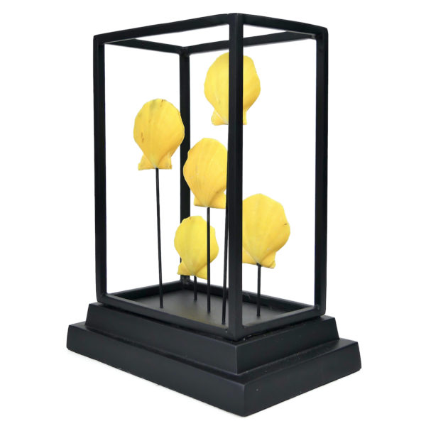 Cinq pectens jaunes Cryptopecten Pallium dans leur cage métallique noir (3/4)