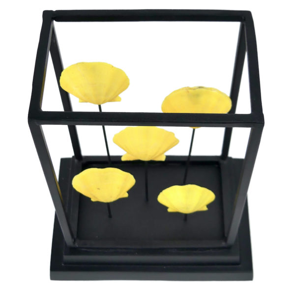 Cinq pectens jaunes Cryptopecten Pallium dans leur cage métallique noir (dessus 3/4)