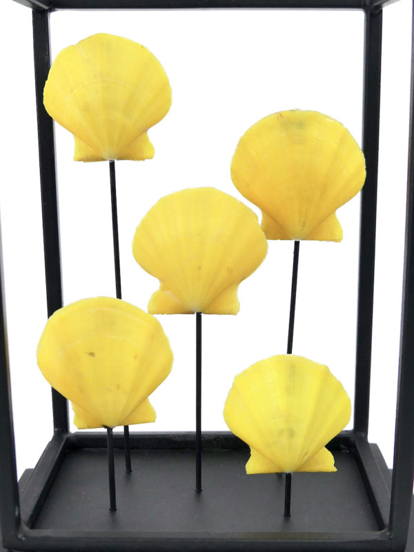 Cinq pectens jaunes Cryptopecten Pallium dans leur cage métallique noir (détail)
