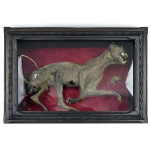 Taxidermie ancienne Felis catus chat et souris momifiés caisse en bois noir vitrée (face)