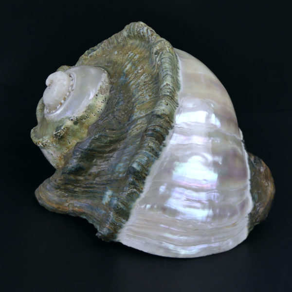 Grand Turbo marmoratus poli aux reflets irisés et nacrés vert (3/4)