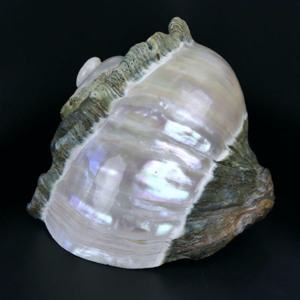Grand Turbo marmoratus poli aux reflets irisés et nacrés vert (profil)