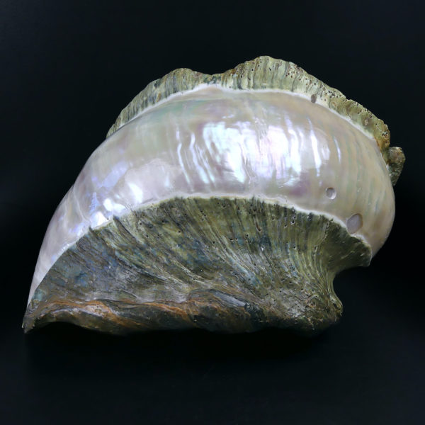 Grand Turbo marmoratus poli aux reflets irisés et nacrés vert (dos)