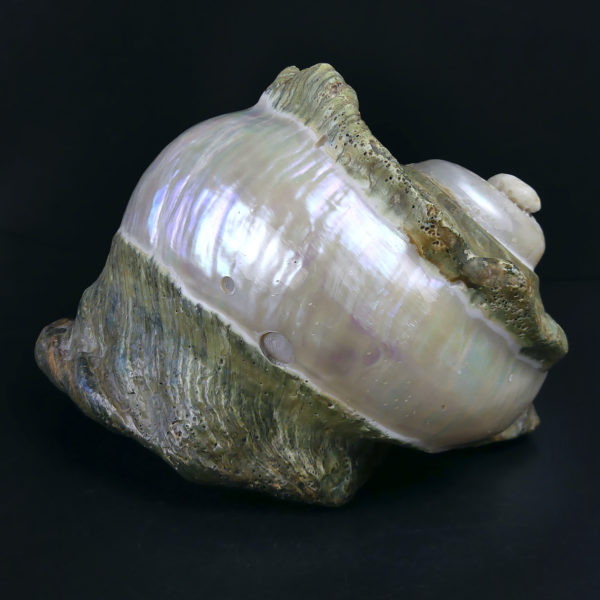 Grand Turbo marmoratus poli aux reflets irisés et nacrés vert (profil)