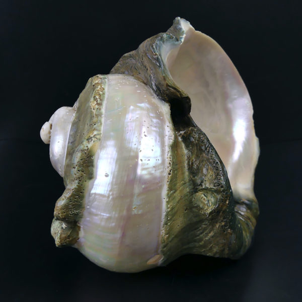 Grand Turbo marmoratus poli aux reflets irisés et nacrés vert (profil)