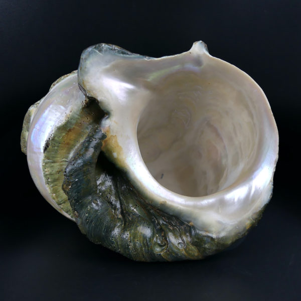 Grand Turbo marmoratus poli aux reflets irisés et nacrés vert (dessous)