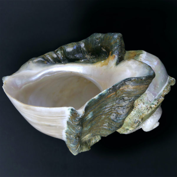 Grand Turbo marmoratus poli aux reflets irisés et nacrés vert (dessous 3/4)