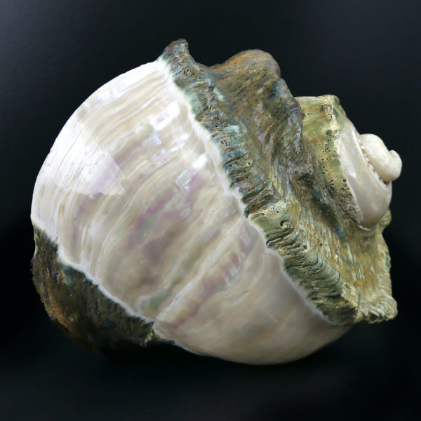 Grand Turbo marmoratus poli aux reflets irisés et nacrés vert (dos)