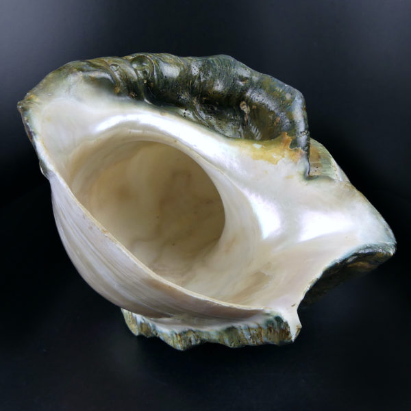 Grand Turbo marmoratus poli aux reflets irisés et nacrés vert (dessous 3/4)