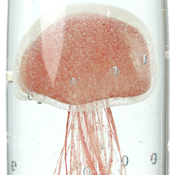 Sulfure méduse rouge pâle en verre transparent cylindrique (détail)