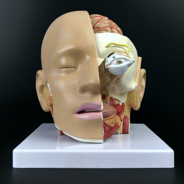 Ecorché didactique tête humaine sur socle en PVC Modèle anatomique Fin XXe (face)