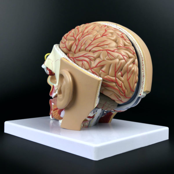 Ecorché didactique tête humaine sur socle en PVC Modèle anatomique Fin XXe (3/4 dos)