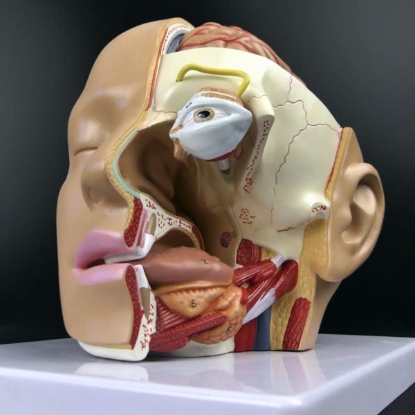 Ecorché didactique tête humaine sur socle en PVC Modèle anatomique Fin XXe (3/4)