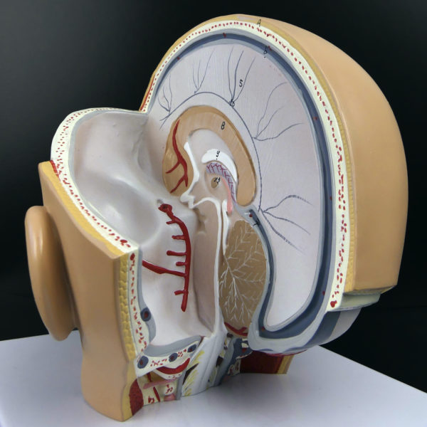 Ecorché didactique tête humaine sur socle en PVC Modèle anatomique Fin XXe (détail)