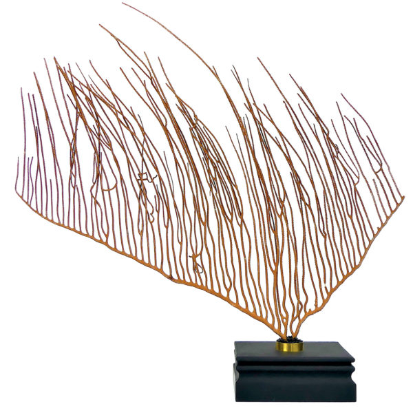 Grande gorgone lyre sur socle en bois noir - Ctenocella pectinata (face)