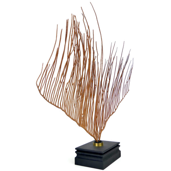 Grande gorgone lyre sur socle en bois noir - Ctenocella pectinata (3/4)