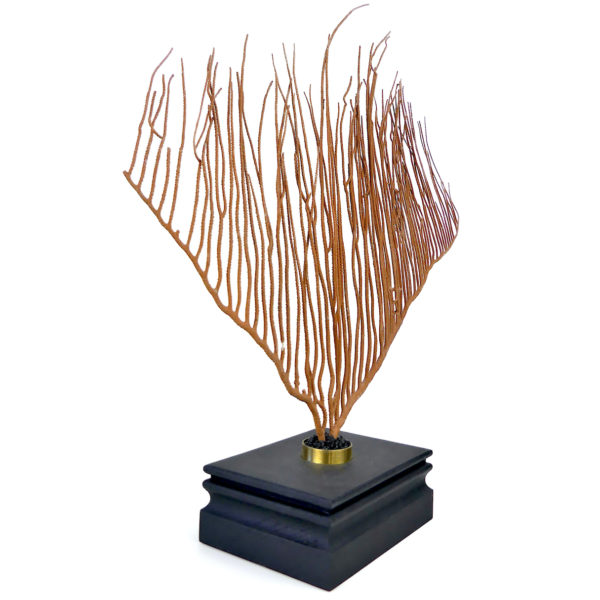 Grande gorgone lyre sur socle en bois noir - Ctenocella pectinata (3/4)