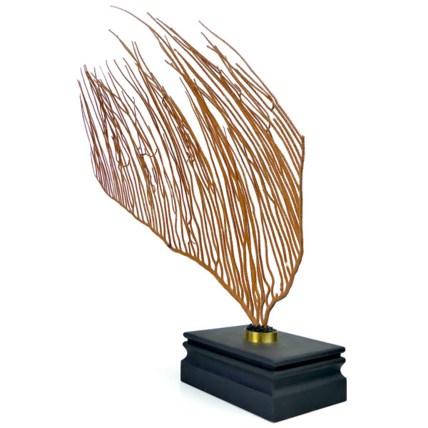 Grande gorgone lyre sur socle en bois noir - Ctenocella pectinata (3/4)