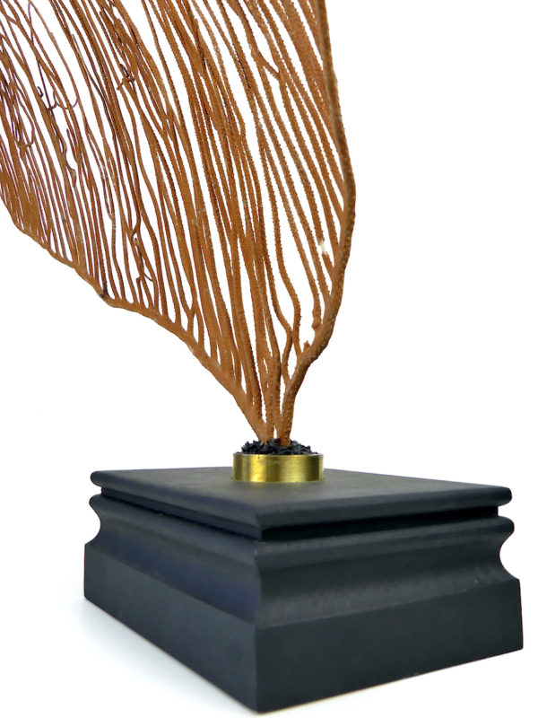 Grande gorgone lyre sur socle en bois noir - Ctenocella pectinata (détail)