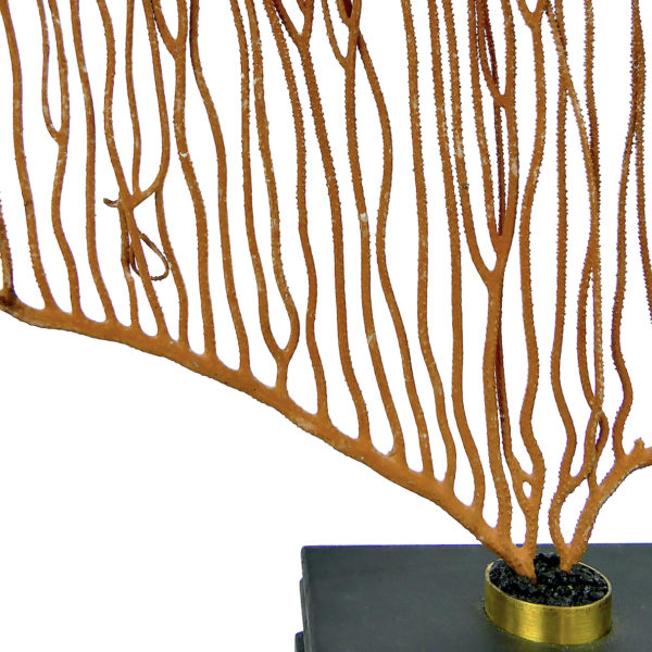 Grande gorgone lyre sur socle en bois noir - Ctenocella pectinata (détail)