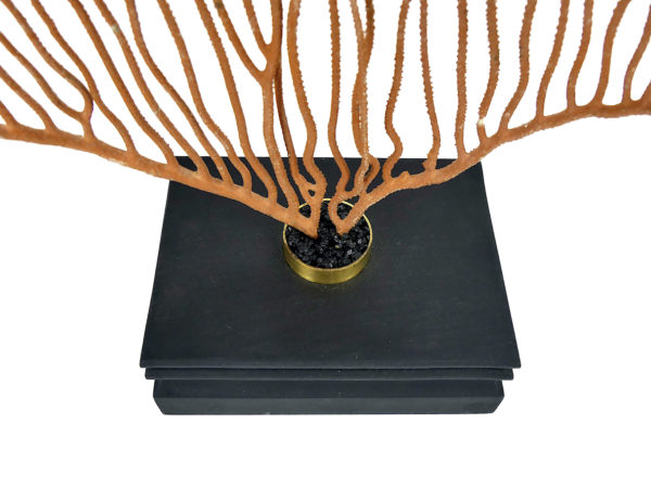 Grande gorgone lyre sur socle en bois noir - Ctenocella pectinata (détail)