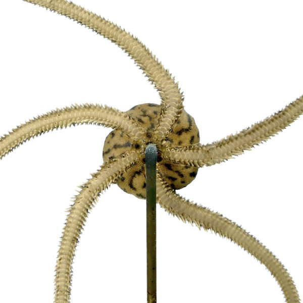 Ophiure à 5 bras Ophiura ophiura sur pied en bois tourné noir curiosité de la mer (détail)