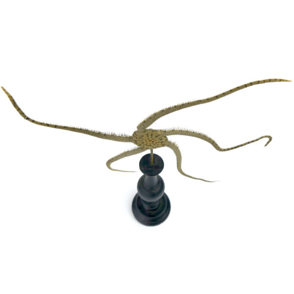 Ophiure à 5 bras Ophiura ophiura sur pied en bois tourné noir curiosité de la mer (dessus 3/4)