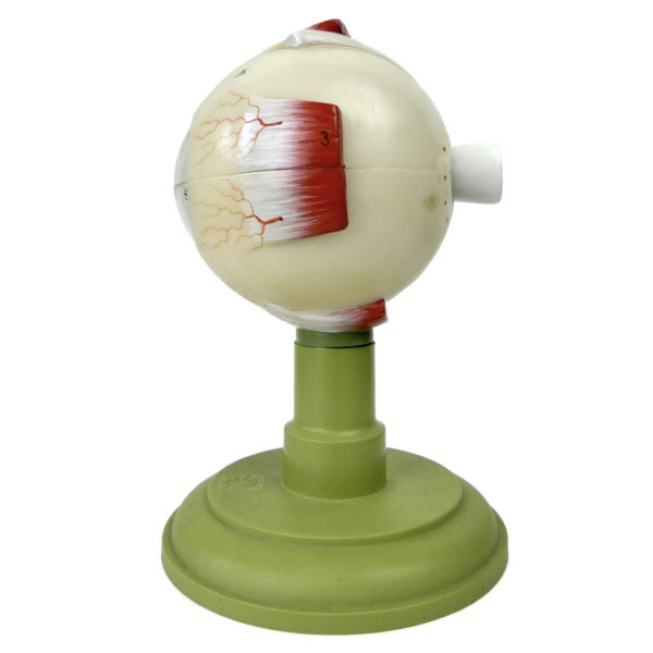 Globe oculaire SOMSO vintage modèle anatomique d’œil sur socle Allemagne (profil)