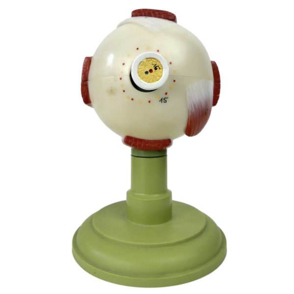 Globe oculaire SOMSO vintage modèle anatomique d’œil sur socle Allemagne (dos)