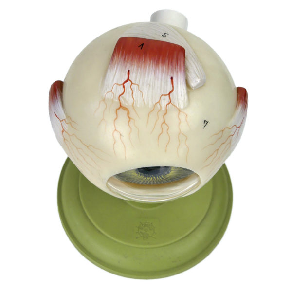 Globe oculaire SOMSO vintage modèle anatomique d’œil sur socle Allemagne (dessus)