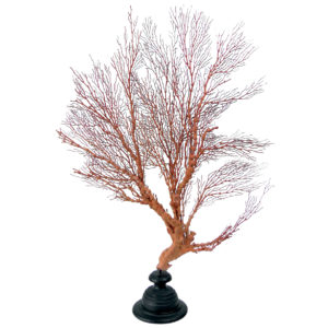 Grande gorgone rouge double Gorgonian sur pied en bois tourné noir (face)